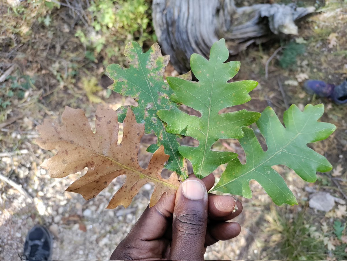 MA_Arowosegbe's tweet photo. Life is in phases and seasons; the trees know these facts and have made peace with the circle. Stay strong through your circle, it has come to "pass". https://t.co/dmmCDiLSLX