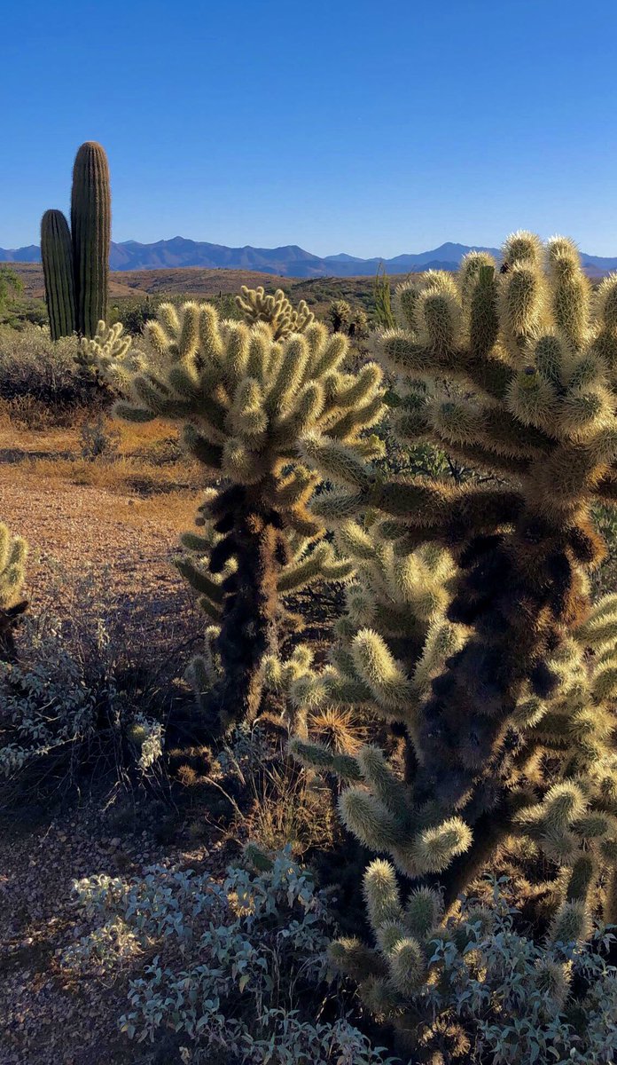 Marce_AZ's tweet photo. 15.2 trail miles ✅ I LOVED wearing my new @OdloUs #KinshipWarm top during the cold portion of my run.👌🏼I LOVE #Odlo products! For a chance to win one of these awesome tops, just like and retweet! Find #Odlo_Active @REI https://t.co/I3K0uDwE2a https://t.co/pTXT8MWJNp