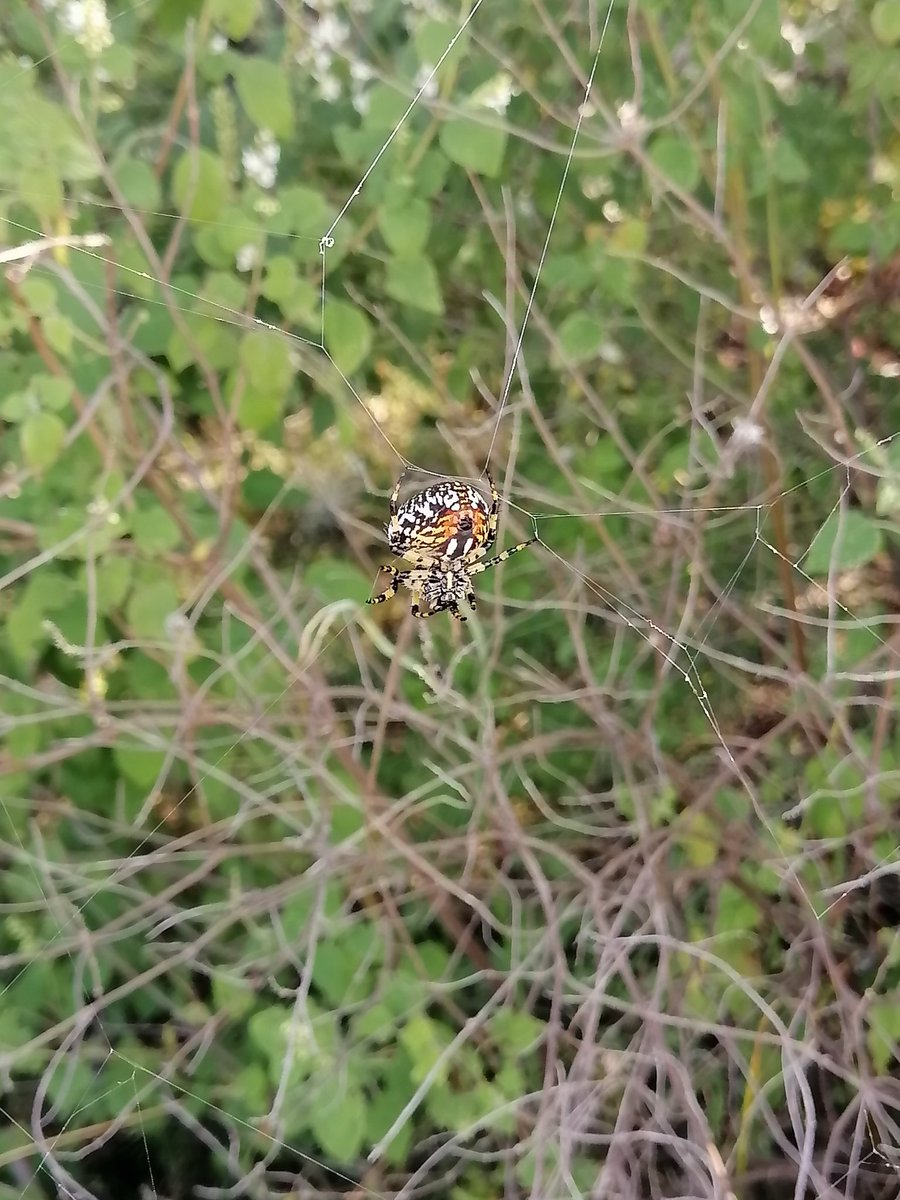 Gustavo08983804's tweet photo. @Arachno_Cosas Buenas tardes por favor me podrías dar información sobre este espécimen, están por todos lados. https://t.co/TwCZs3LXf8