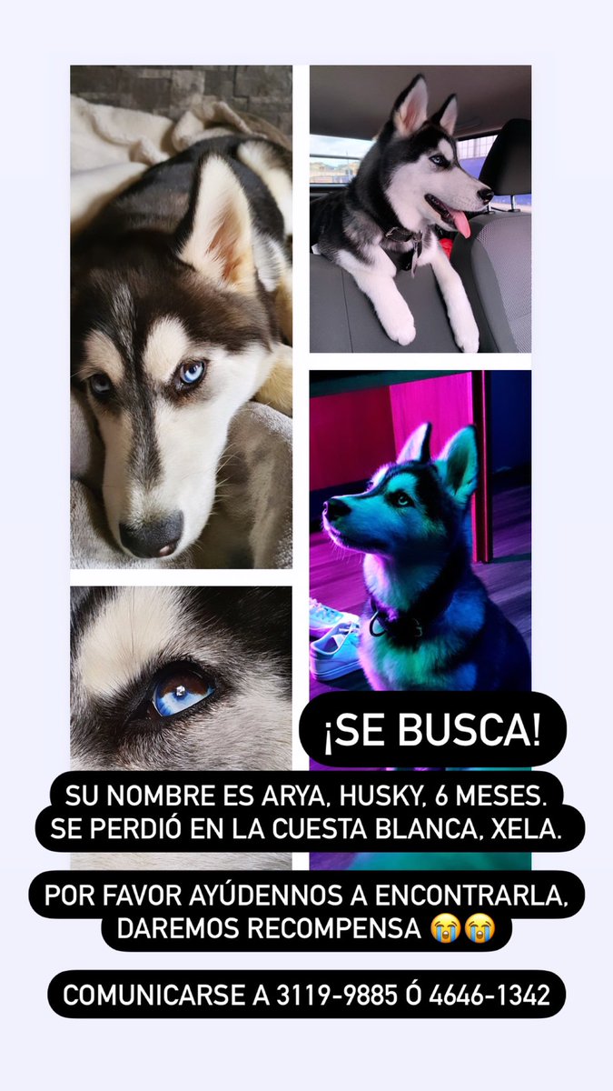 mf_gv8's tweet photo. AYÚDENME A ENCONTRAR A MI PERRITA POR FAVOR 😭😭 https://t.co/6nqCHtKhhC