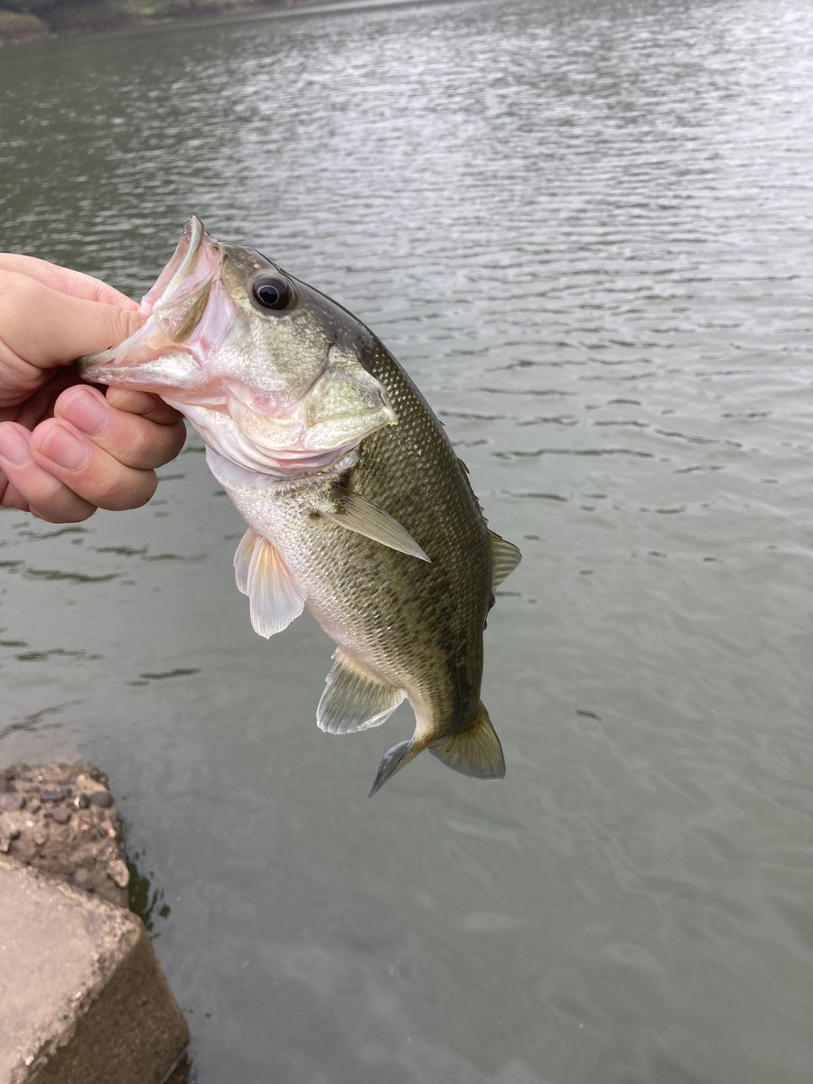 Home Logogala Recent Activity Post クロイワ シンヤ Oct 11 まだまだ模索中の沖の回遊魚 ふと思いつき初めてのヘビキャロやってみると ウェイトののったクオリティフィッシュ アーウィッグ Fishingmonstercrew ドランクレイジー アー Home Logogala Recent Activity Post クロイワ シンヤ Oct 11 まだまだ模索中の沖の回遊魚 ふと思いつき初めてのヘビキャロやってみると ウェイトののったクオリティフィッシュ アーウィッグ Fishingmonstercrew ドランクレイジー アー