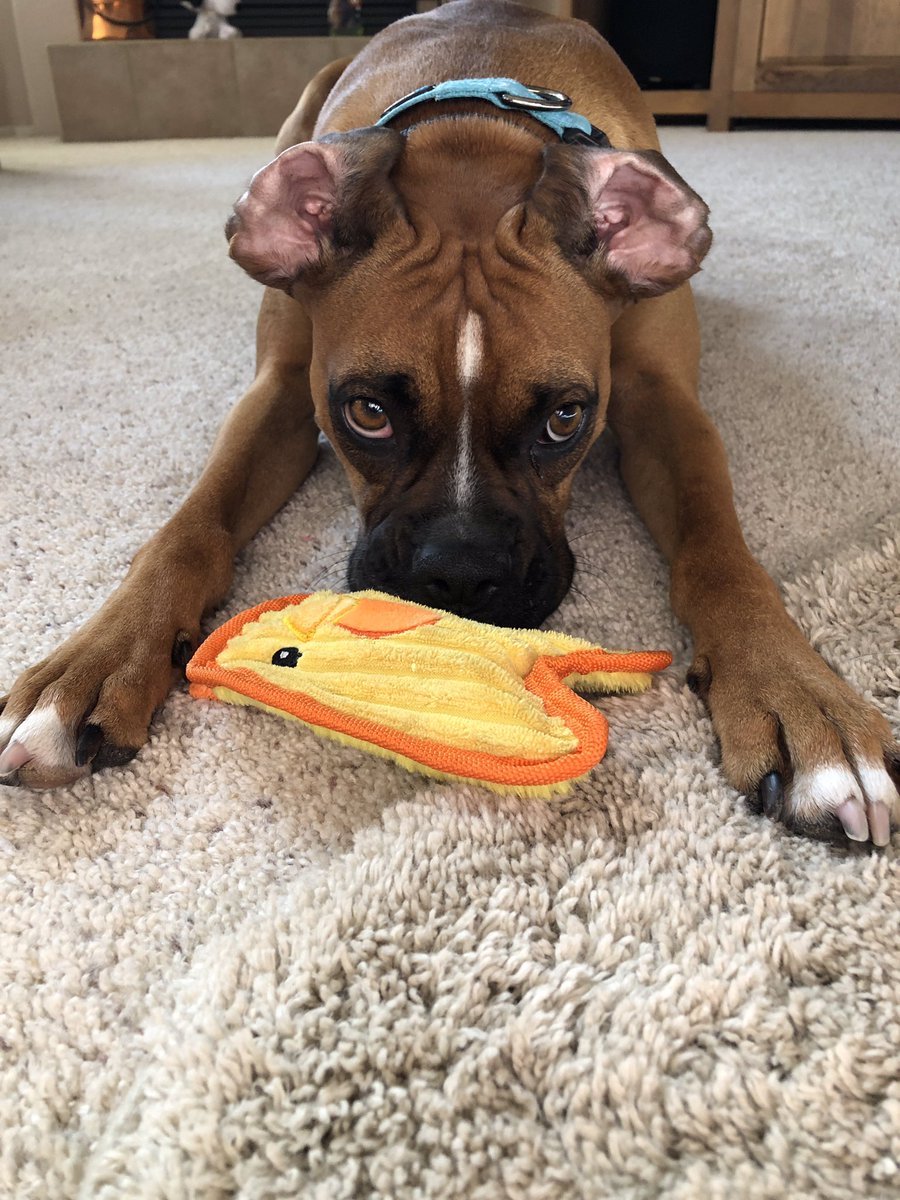 brianmc_arch's tweet photo. @JaniceDean #QueenRuby https://t.co/SIRpF1rquH