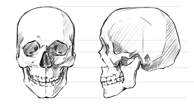 頭の描き方の解説のために描いた頭蓋骨 