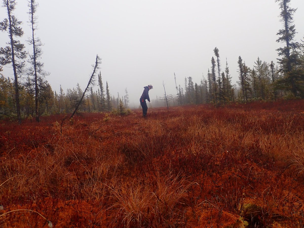 After 100 km of hiking through fens, bogs, and 🌲over 10 days in NWT the frost probing team is ready to call things a wrap! Huge thanks to <a href="/emma_wegener/">Emma Wegener</a>, Emma Riley from <a href="/atmosbios/">ATMOSBIOS Lab</a>, @rosytutton, &amp; @bysouthdavid for powering through 40+💧🥾's across the team!