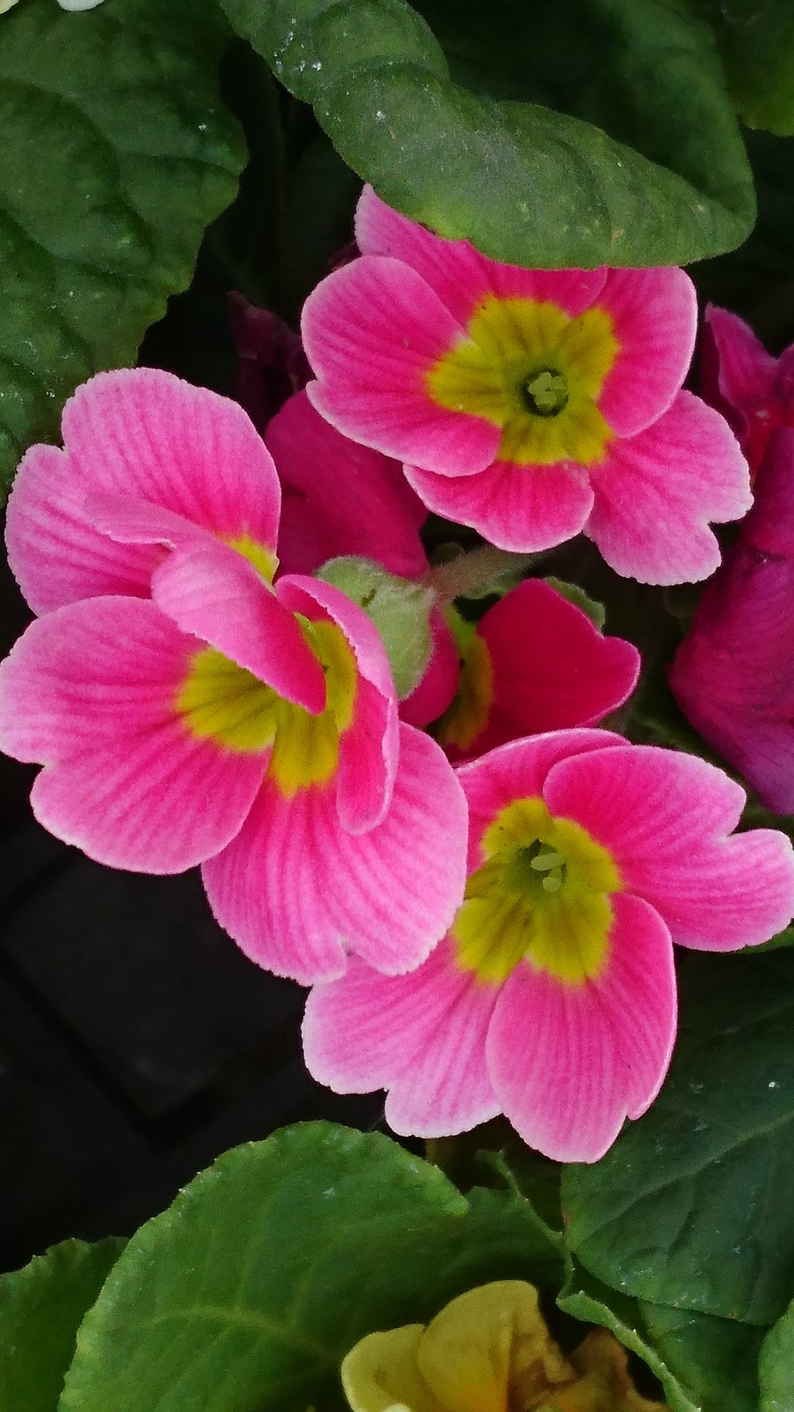 スーパーやさいマン プリムラ ジュリアンの画像 花名はラテン語の 最初 を意味する語源と プリマドンナ にたとえた愛らしい花 に由来 花言葉は 青春の喜びと悲しみ 永続する愛情 青春 喜び 永続 愛情 T Co Lkjmk9vuvw Twitter