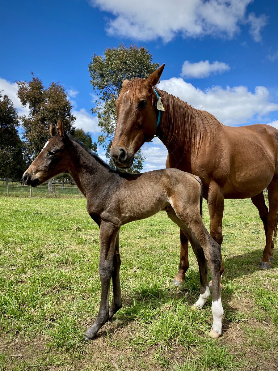 Thankfully this filly born last night inherited Inference’s head. She’s out of Glenn Road (Lope De Vega) who is not the prettiest mare on our farm