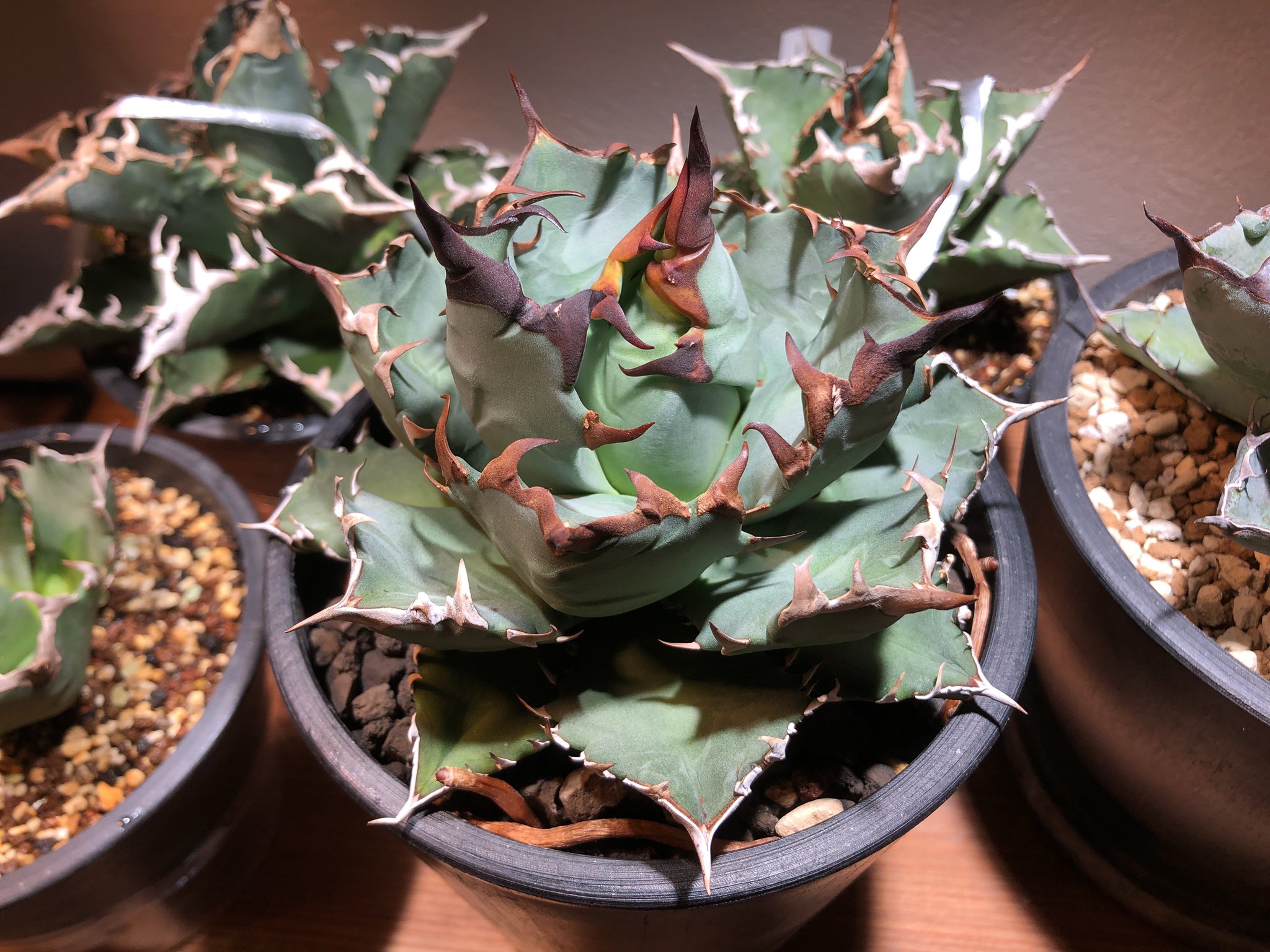 アガベ チタノタ No．1 compact 【公式通販】