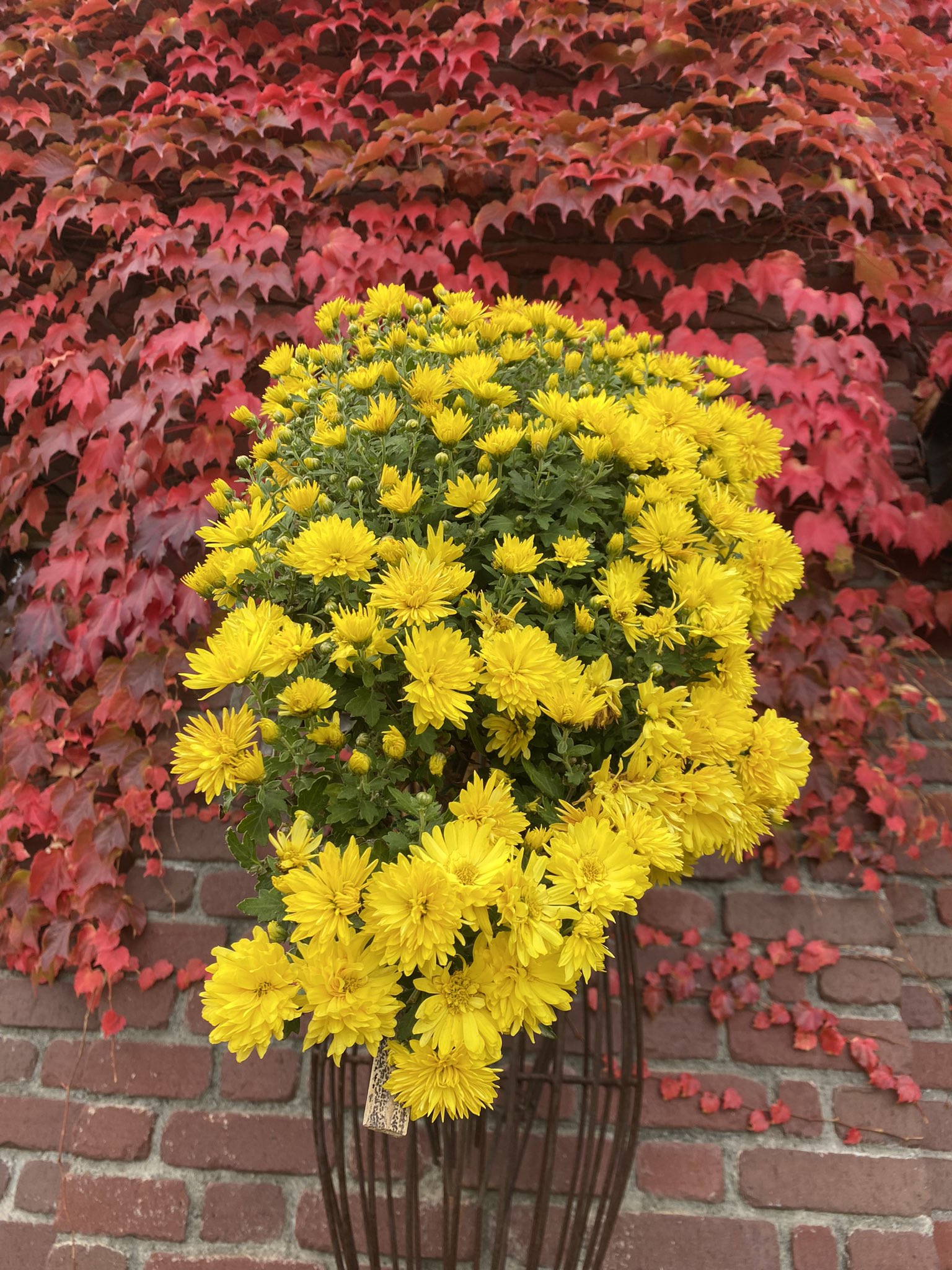 花咲く六花亭 Twitter Search Twitter