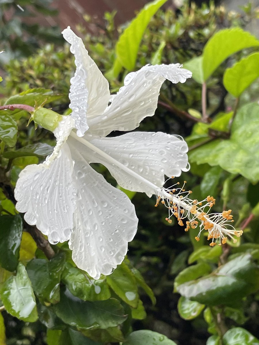 白いハイビスカス