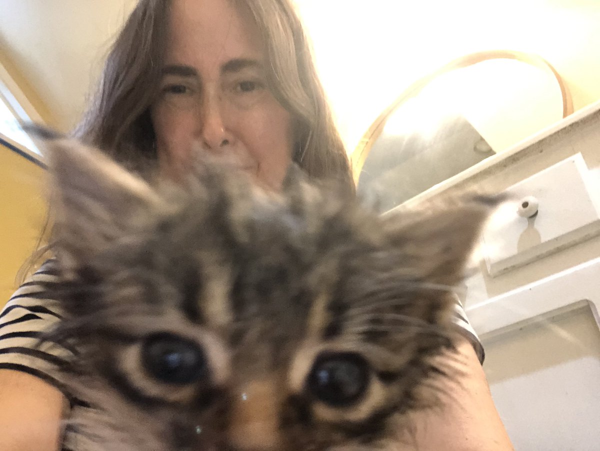 castroreads's tweet photo. Happy #Caturday from my latest #FOSTER #kittens #FostersSaveLives https://t.co/lA7HVyFeII