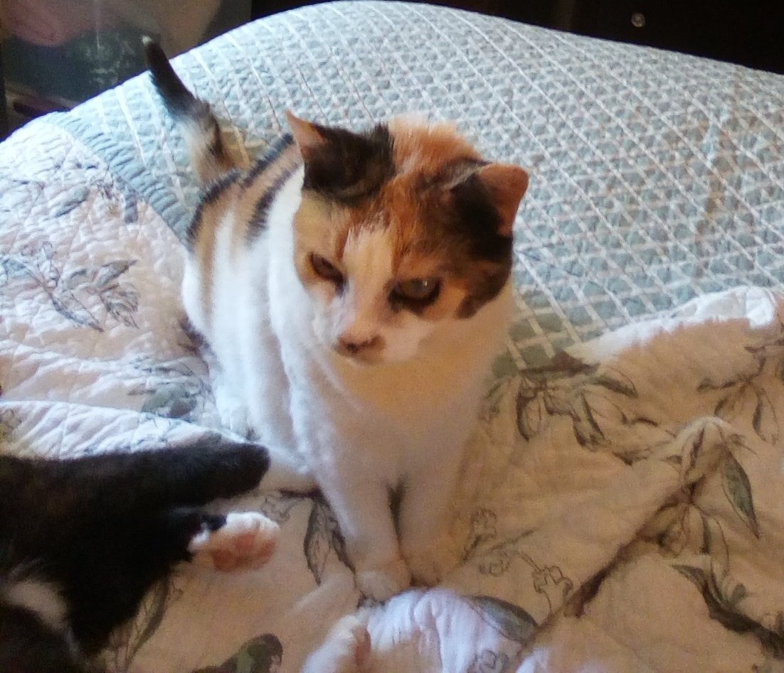 OrrieThe's tweet photo. @FrankieGoes2Cal This is Kitty, who passed a year and a half ago. She was living at my work as part of a colony of 10-12. When they had to be removed, we were down to 5, so I took 2, someone else took the others. She adapted pretty quickly to indoor life - she loved food &amp; being brushed. https://t.co/yHMWyYHro7