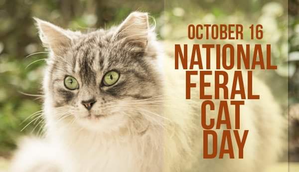 Celebrate #NationalFeralCatDay with us! Our community cats deserve the same care and compassion as our own pets.