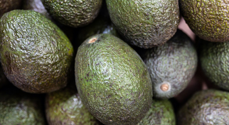 _Ivan_Ramirez's tweet photo. Food Heroes: Ethiopian avocado farmer’s ‘transformational’ crop https://t.co/RmhrIn6V6r https://t.co/dOg1kg2TEP