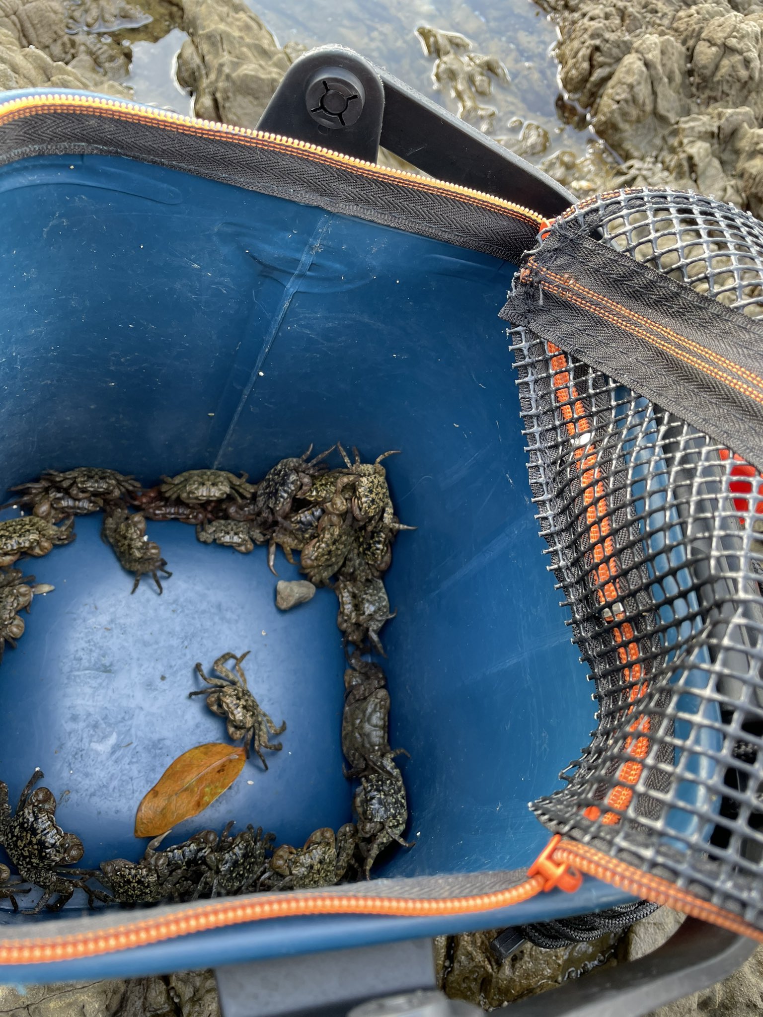 15 地磯で釣れない時にはカニ捕まえてジグヘッドに付ければ何かが釣れる 釣り 熊本 芦北 地磯 ジグヘッドにカニ チヌ T Co 41h24enlu8 Twitter