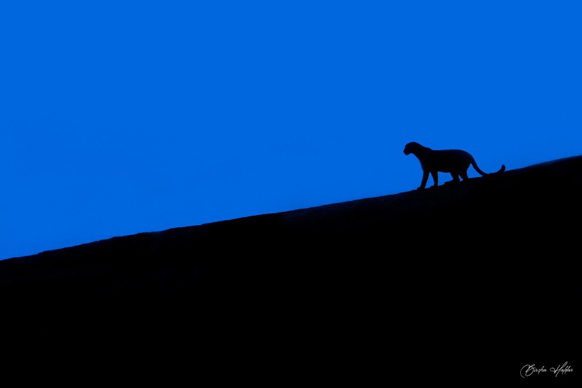 birsha_haldar's tweet photo. Shot with : Canon 1dx Mark II , 400 mm F 2.8 lens
#leopards #photography #wildlife #photographer #india #incredibleindia #natgeoyourlens #sanctuaryasia #saevus #natureinfocus #yourshotphotographer #jawai #lonelyplanet #bbctravel #picoftheday #pictureoftheday #canon1dxmarkii https://t.co/Bepn9L4GhP