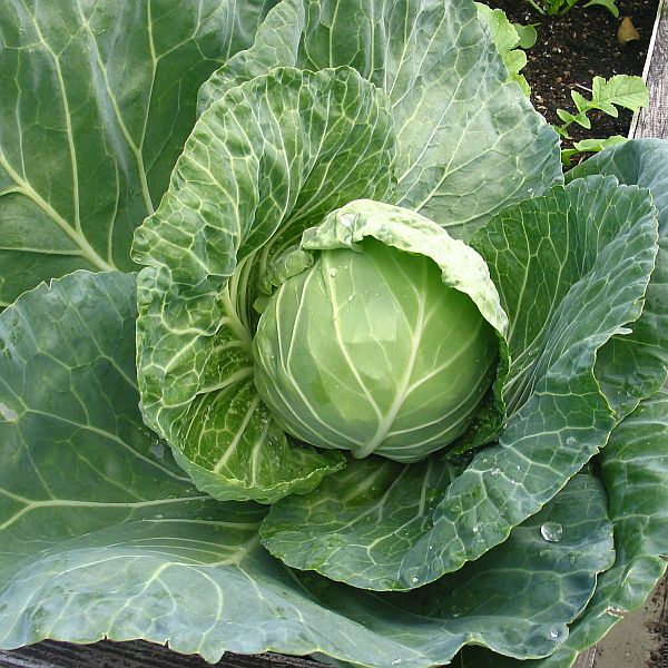 ニラのtwitterイラスト検索結果 古い順