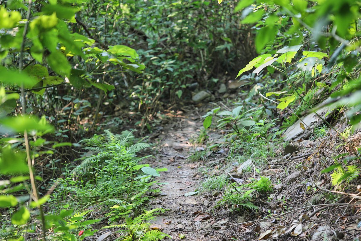The_Spud's tweet photo. Mount Davis Battery, Hong Kong. My interweb research took me to this shortcut back down to ground level. It was a bit dense & I half expected to meet a Japanese soldier who didn’t know the war was over! #mountdavis https://t.co/bokkbWwP3G