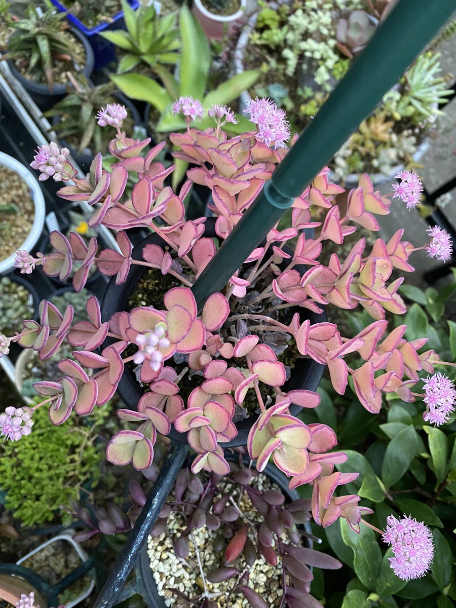 ミセバヤ のtwitter検索結果 Yahoo リアルタイム検索