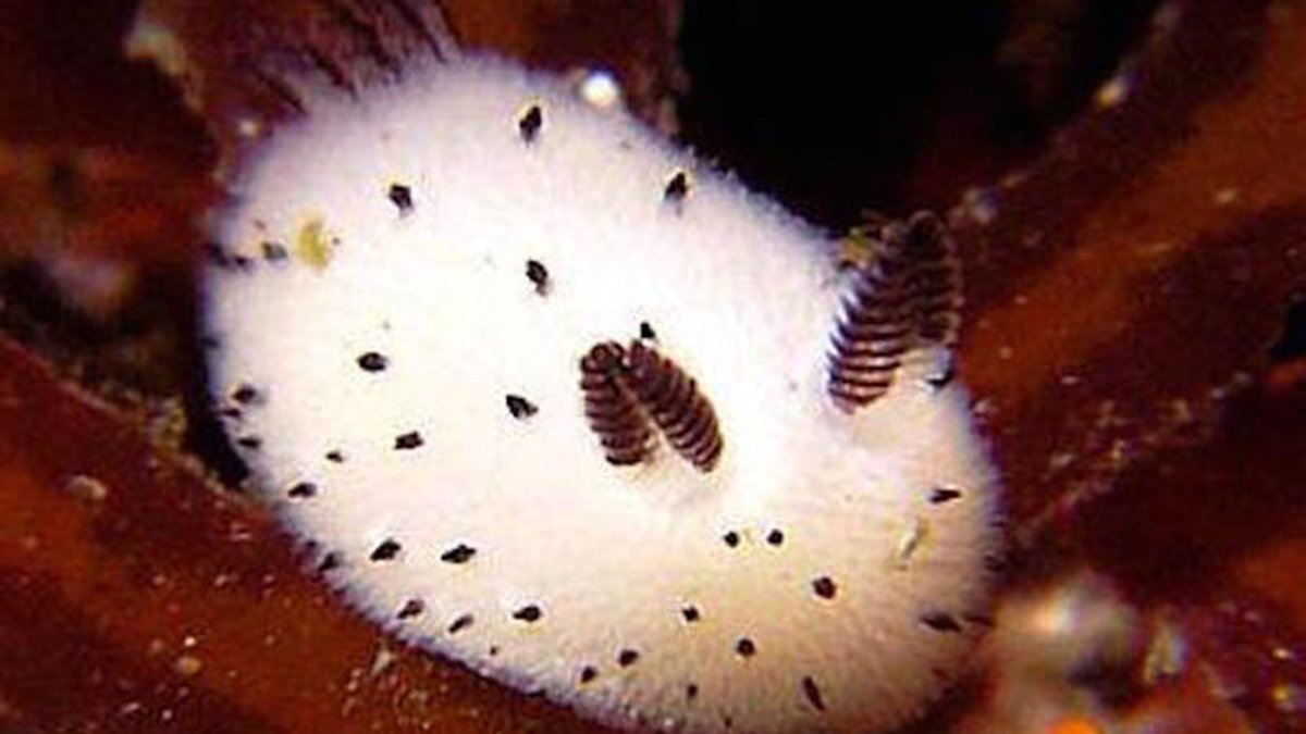(WHY ARE SEA BUNNIES SOOO CUUUTE!!!!!!??)