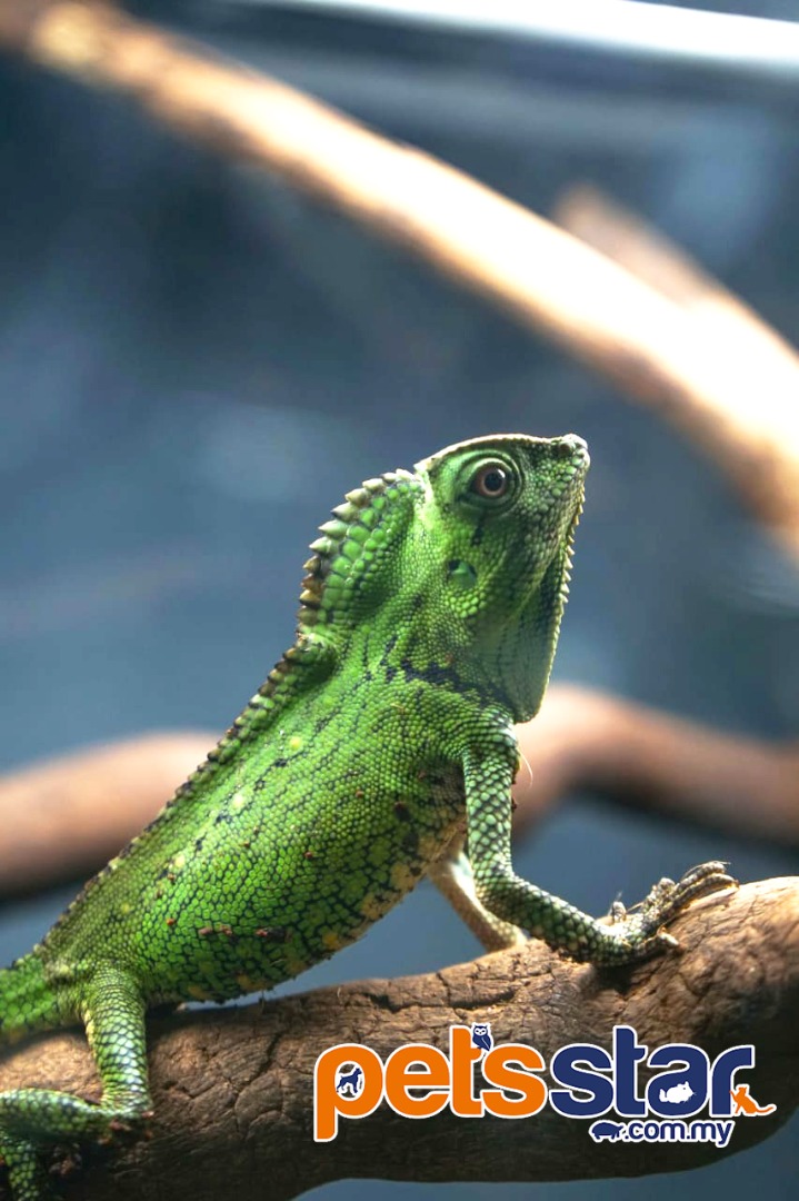 PetsStarComMy's tweet photo. Doriaelizard (Gonocephalus doriae) right there🦖

Follow us for upcoming updates and promotion @petsstar_exotic
https://t.co/QvW0Sw08b3

For more
010-986 9396
010-392 9396

#PETSSTAR #EXOTICANIMAL  #petsstarexotic #petshop #reptile  #exoticpetshop 
#doriaelizard
#doriae https://t.co/IsgAJHuFit