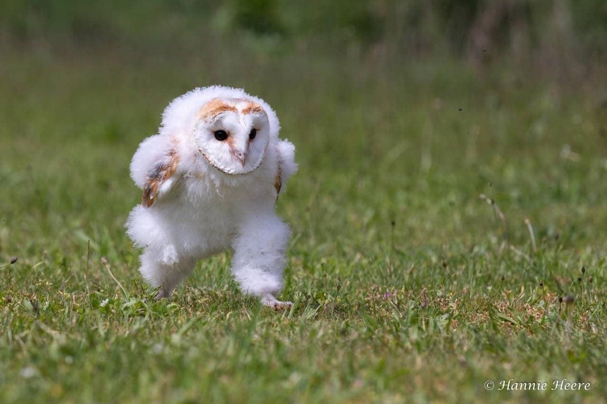 I’m deathly afraid of owls. Why are they allowed to do this