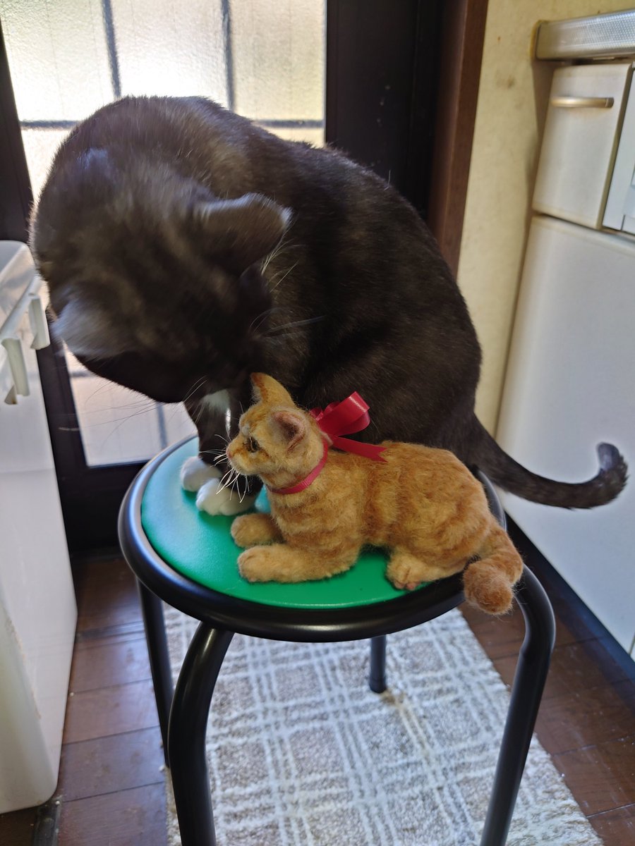 <a href="/mofu2love02/">ふわり</a> さんありがとうございます🌷
先程ジュリアーノが到着しました(о´∀`о)
お姉ちゃんが早速お世話しようとしてます(*´艸｀*)
#羊毛フェルト 
#ハンドメイド作品 
#茶トラ