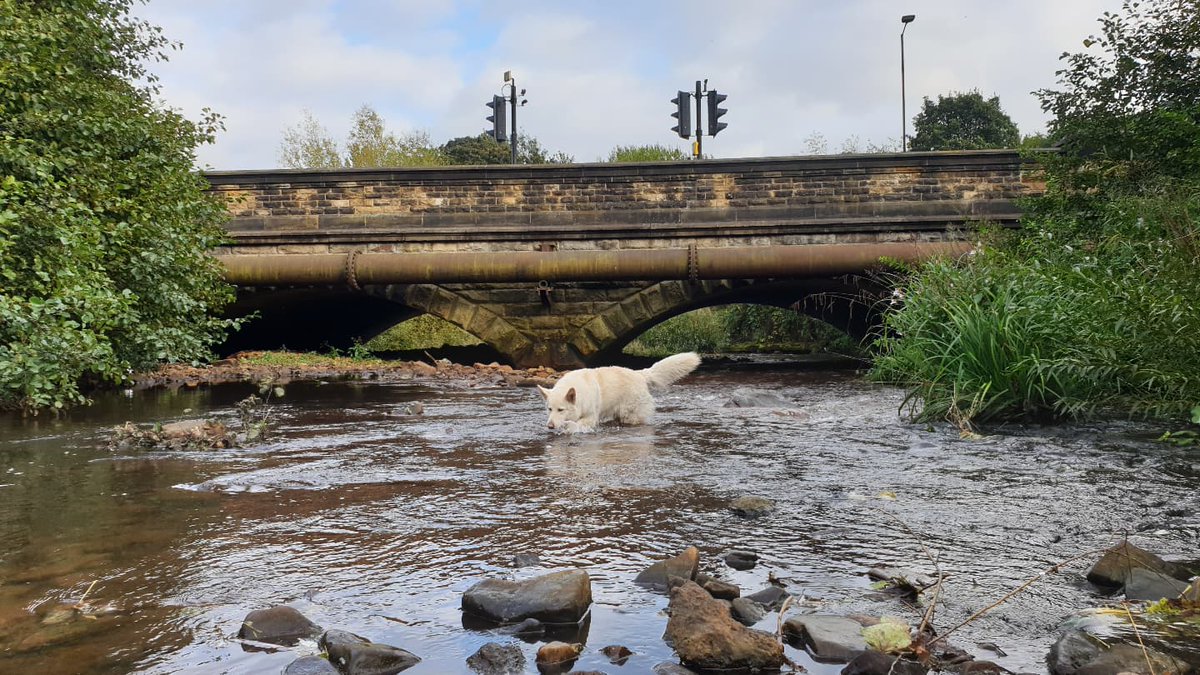 'JUST SNIFFING AROUND FOR FISHES' 🐠🐟🐡 #sheffield