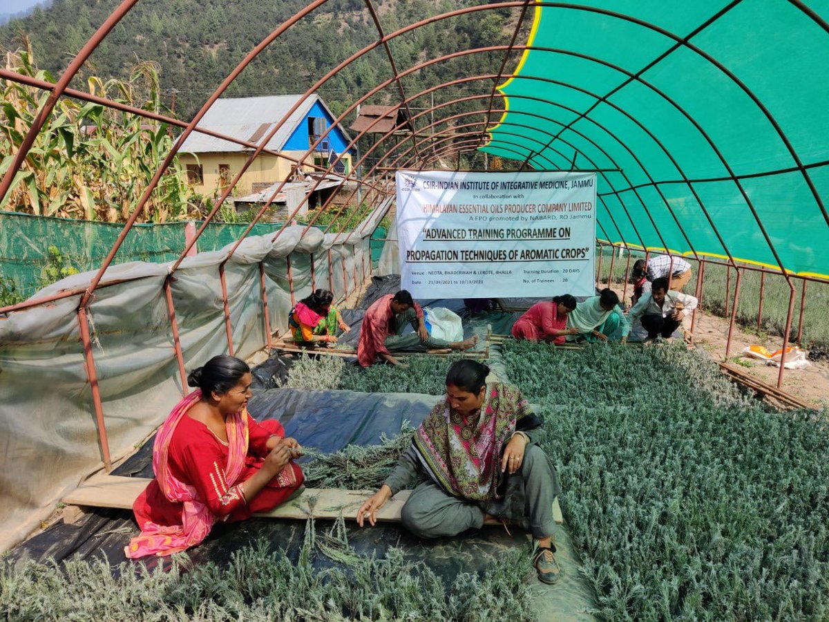 After the success of #AromaMission 1.0 in #JammuAndKashmir the demand for Lavender saplings has increased by many fold.
#CSIR under Union Ministry of Science & Technology has started an advance training programme on Lavender propagation techniques in #Bhadarwah region.