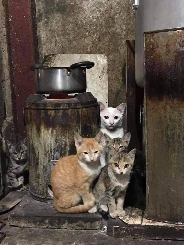 MissDesse2's tweet photo. Trouve le 6 ème chat et marque juste vu https://t.co/nK2mv6gwDL
