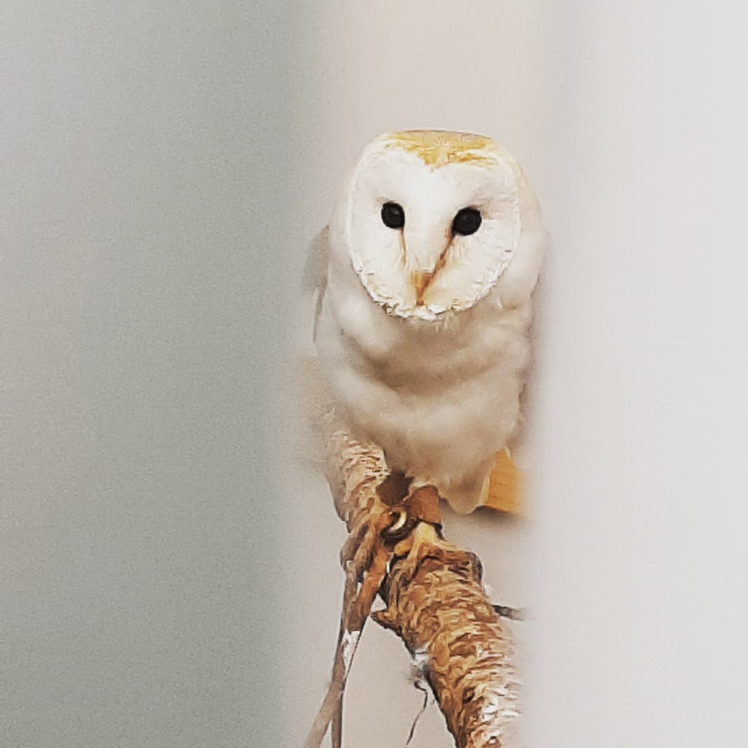 burnroyhouse's tweet photo. Coming in 2022 Falconden (Instagram) are offering a unique experience in the #Highlands which we going to offer to our guests..more the just an Owl!..DM for further info @mvscotland @VisitScotland @MoraySpeyside @bookingcom @LuxuryTravelmag https://t.co/yYsToukL1V