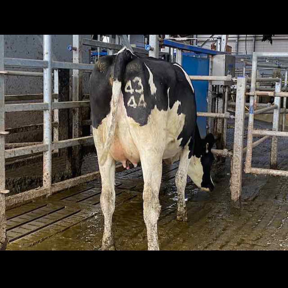 🌟🌟🌟BALLYBAY MARTS DAIRY HEIFER &amp; DAIRY COW SALE THIS WEDNESDAY OCTOBER 20th @ 11:30am🌟🌟🌟

89 lots booked with our catologue closing tomorrow at 6pm. 

👉 Yard opens at 6am
👉 Sale starts at 11:30am
👉 Exporting to from 1pm to Northern Ireland.

Office: 042 9741785☎️