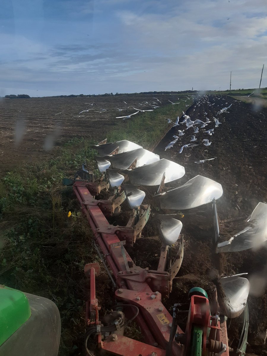 AlanMstev66's tweet photo. Soil on top endrig turned over so well after #Beemixture grown over summer https://t.co/QT24SGbQtC