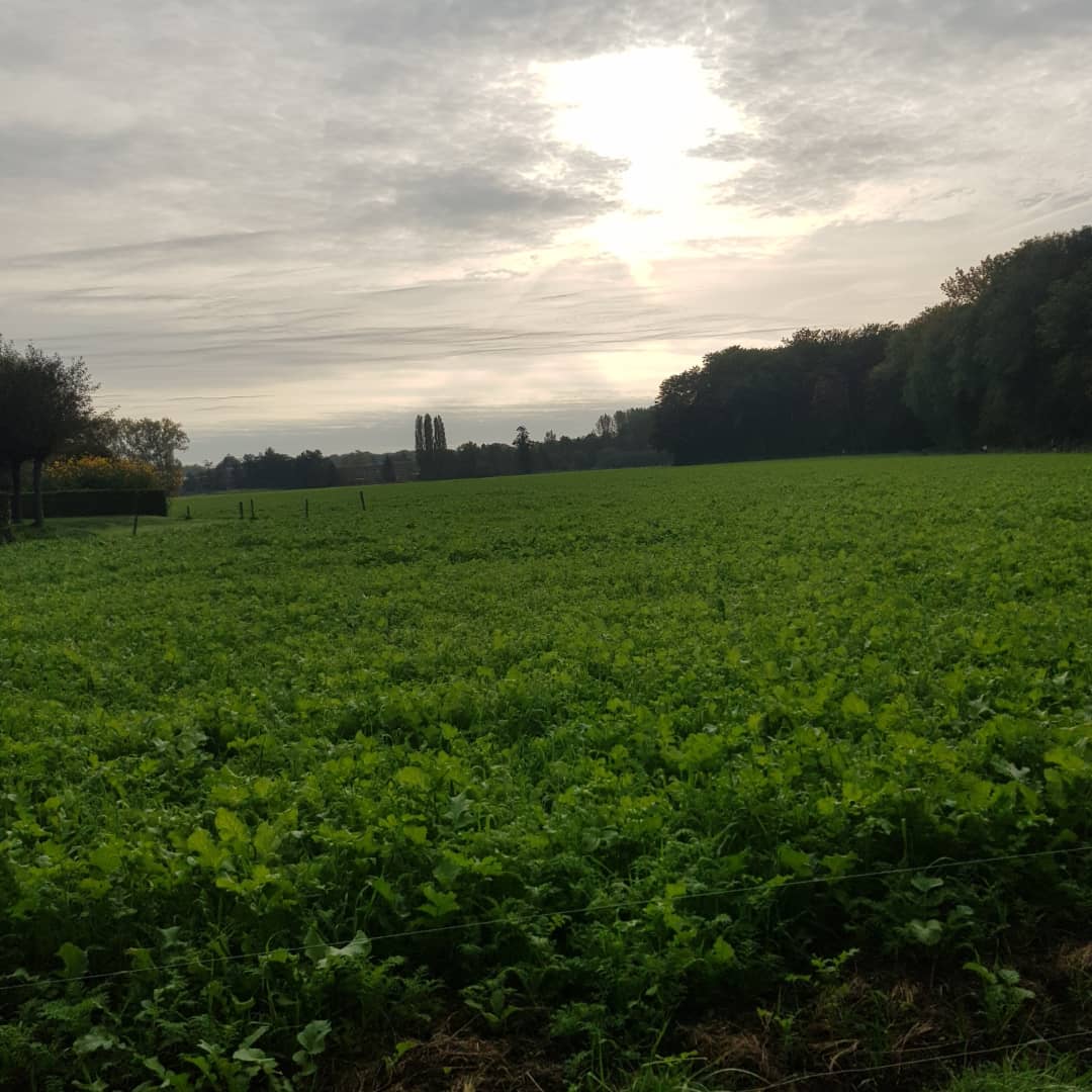 anneke2650's tweet photo. My backyard is better  than yours 😅 #runfie https://t.co/7uRLsDdHKr
