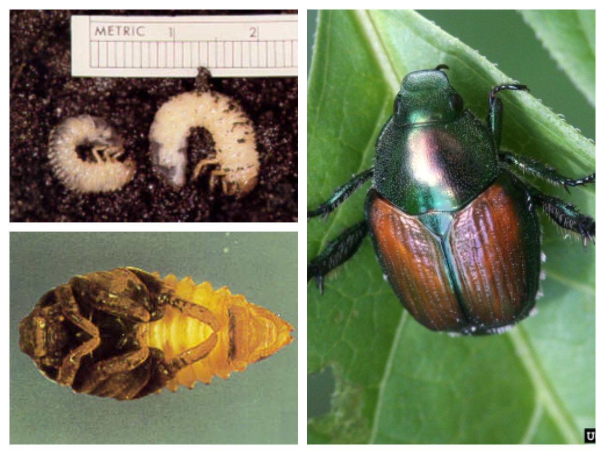 Nicolas Zaugra Nicolaszaugra Twitter