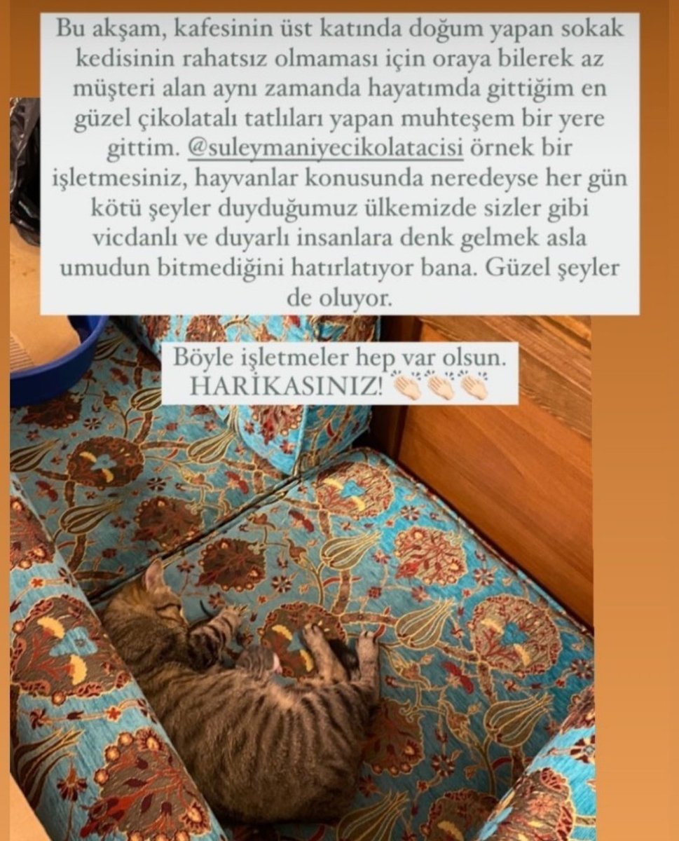 SCikolatacisi's tweet photo. Aramıza hoşgeldiniz 😍😍😍🐱🐱🐱🐱🐱🐱 artık hayırlı olsuna bekleriz 😊  #kedi @HayvanseverGaze @HayvanOzgurlugu #hayvanlarıkoruma #hayvansevgisi @gsushkk #hayvanhaklari https://t.co/A6zzQBFFMa https://t.co/MgLvAHgSZI