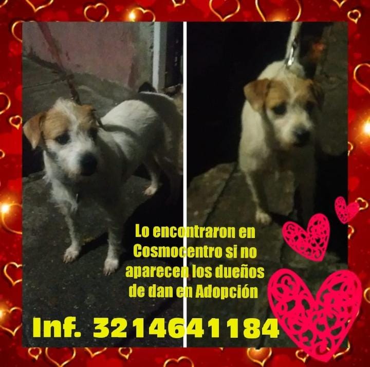 AliRestrepo's tweet photo. #Cali #Cosmocentro #PerritoPerdido busca su hogar.
Informes: 321 4641184 https://t.co/CQDlrUWgF3
