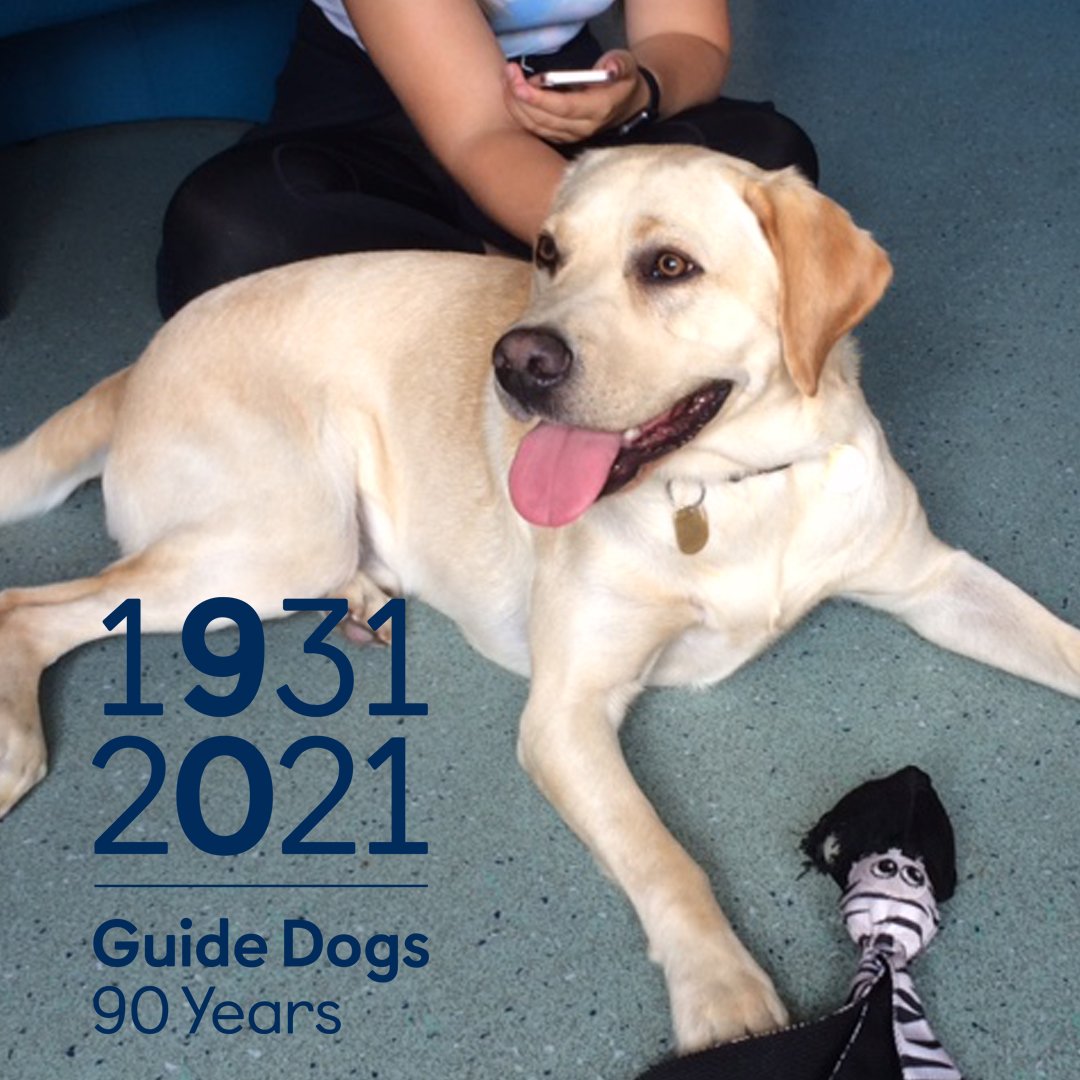LeicsGuideDogs's tweet photo. Keiran is celebrating #GuideDogs90 as he is a #qualified @guidedogs thanks to the #PuppyTraining he had in #Oadby. This is #thanks to your #donations and those who kindly host one of our counter-top collecting dogs like The Plough #Littlethorpe. #GuideDogsFamily https://t.co/eOTbGaIBpU