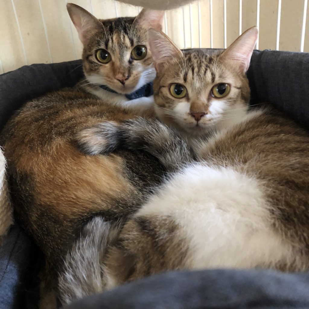 koro729's tweet photo. 今日のにゃんち🐈🐈
寒くなってきたから寄り添いスタイル🐈🐈
#FUU_SUI https://t.co/DaHQw5vjwP