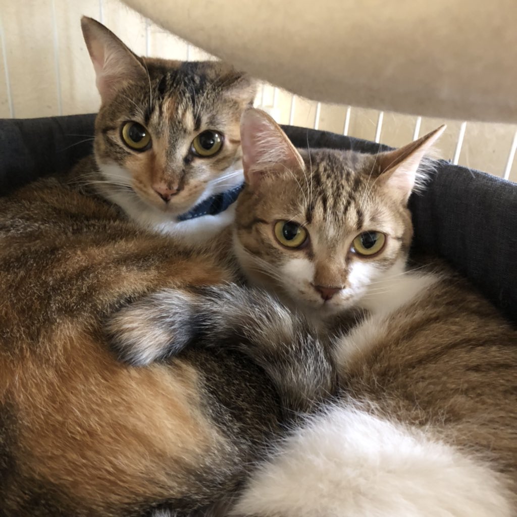koro729's tweet photo. 今日のにゃんち🐈🐈
寒くなってきたから寄り添いスタイル🐈🐈
#FUU_SUI https://t.co/DaHQw5vjwP
