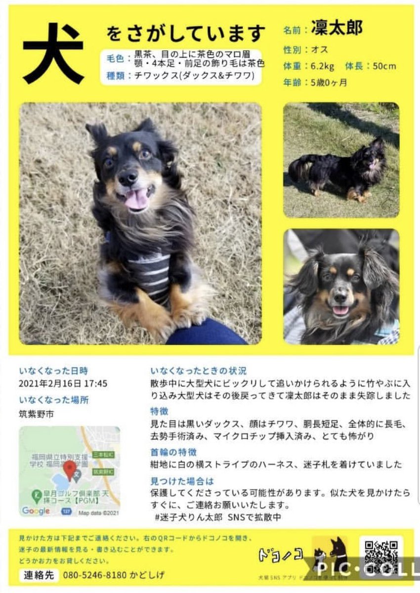 rintaro_maigo's tweet photo. 2/16 福岡県筑紫野市で迷子
りんたろうくんを探しています！
ダックスとチワワのミックス

#筑紫野 #博多
#吉野ヶ里 #犬吉猫吉 #吉野ヶ里遺跡 #吉野ヶ里ドッグフェスタ #いぬ吉ねこ吉
 #天拝山 #天拝湖 #迷子 #鳥栖 #基山 #筑前町 #佐賀

↓目撃情報はコチラからも募集中です
https://t.co/WA9XZtuHFM https://t.co/g3D1PHzN1x