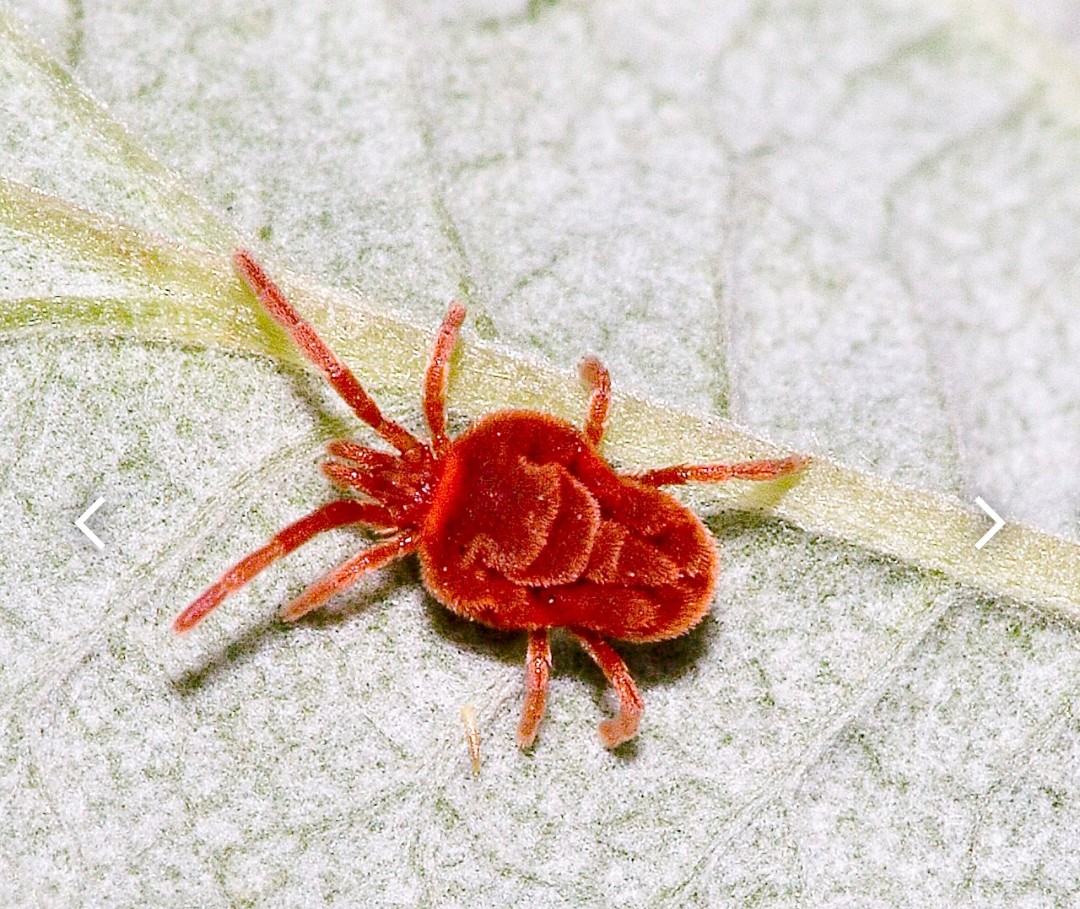 Paromita2005's tweet photo. There's a bit of insect-love/awe/ curiosity in each of us. Going down memory lane, and discovering new things @DhritiZSI
#trombidiidae #redvelvetmite #arachnid #AnimalKingdom

https://t.co/aID46EnOXq https://t.co/2Zuy8WielZ