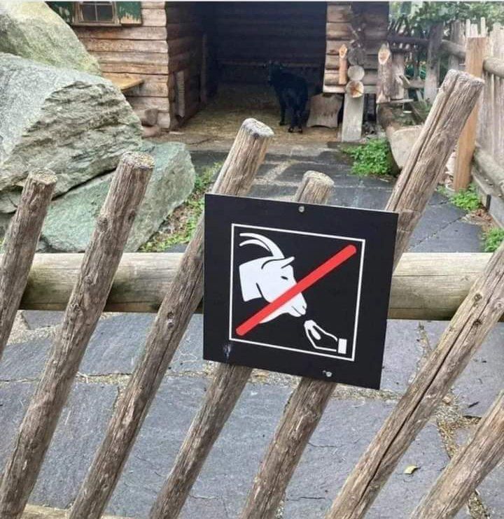 LucyTortina's tweet photo. Es ist verboten mit Ziegen italienisch zu sprechen!
#Italian #lol https://t.co/EQdRiBOF0d