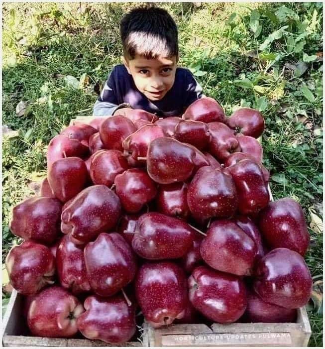 MusseGareeb_'s tweet photo. Need Caption
#AppleSeason #Kashmir #Kashmiri #ShopianApples #DeliciousApples #KashmiriApples #October2021 https://t.co/O3Qv0TpwrI