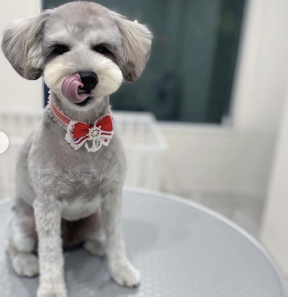 munich3g's tweet photo. いつも可愛くカットしてくれて感謝。
#ATORE
#長久手
#ドックサロン
#ミニチュアシュナウザー https://t.co/32ntX6Xe9l