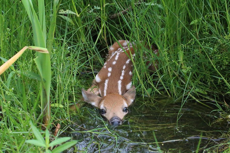 DeerHourly (@deerhourly) on Twitter photo 