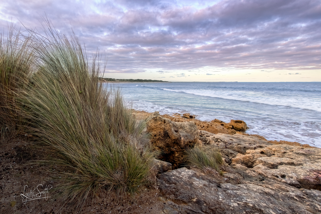 LyndenJSmith's tweet photo. Photo of the day, 'HARDY PLANTS'. Full daily blog & photograph at https://t.co/CiI4A3b1G2 #potd #PointImpossible #Victoria #Australia https://t.co/1EGNjl8XEg