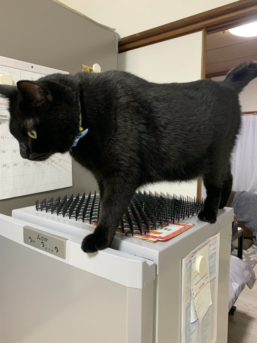 猫よけのトゲトゲシートを悠々と利用してくつろぐ猫さん うちもこうなりました と頷く人々 Togetter 猫よけのトゲトゲシートを悠々と利用してくつろぐ猫さん うちもこうなりました と頷く人々 Togetter