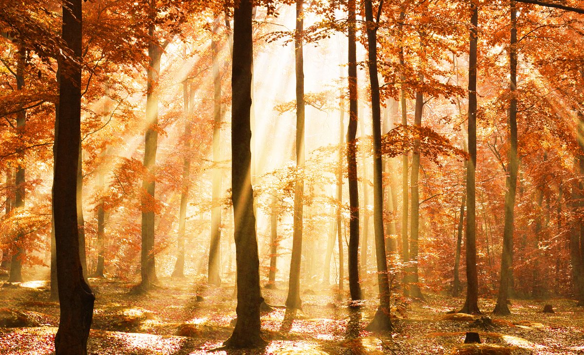 #Prayer of the day:

Living in your light may our lives reveal your grace. Walking in your light may our works reflect your glory.

ow.ly/QtZS50GnzFw