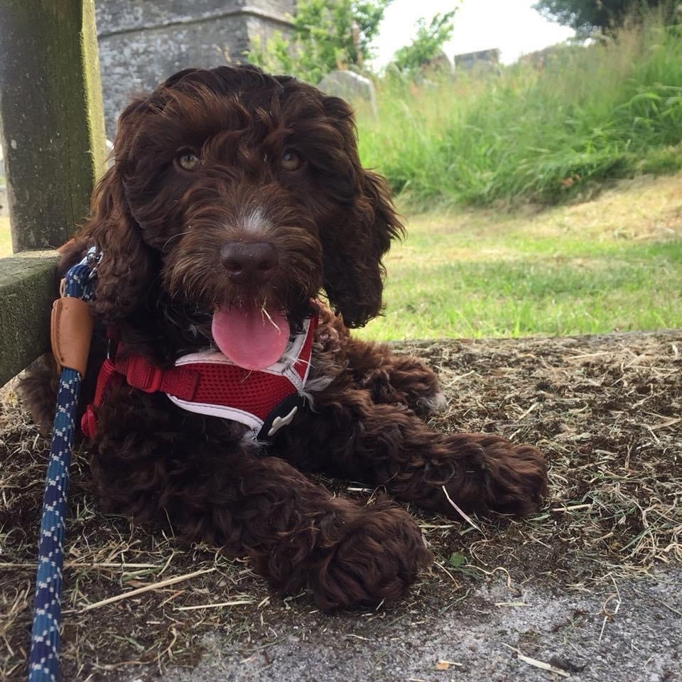 RoyDogBehaviour's tweet image. At Ruffwalkers, we offer a fun, friendly and safe dog walking service for your furry friends 🐶

Say hello to Luna the Cockapoo 💙