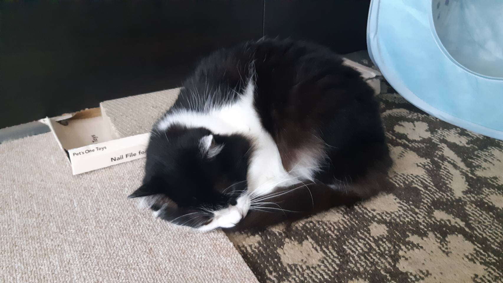 まるいねこ Twitter Search Twitter